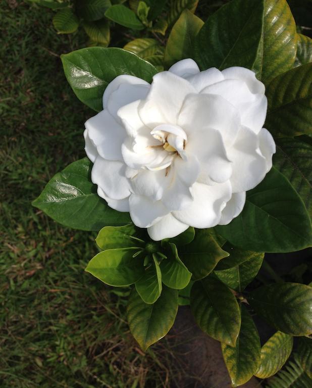 Heavenly Hana Paradise Chambre photo