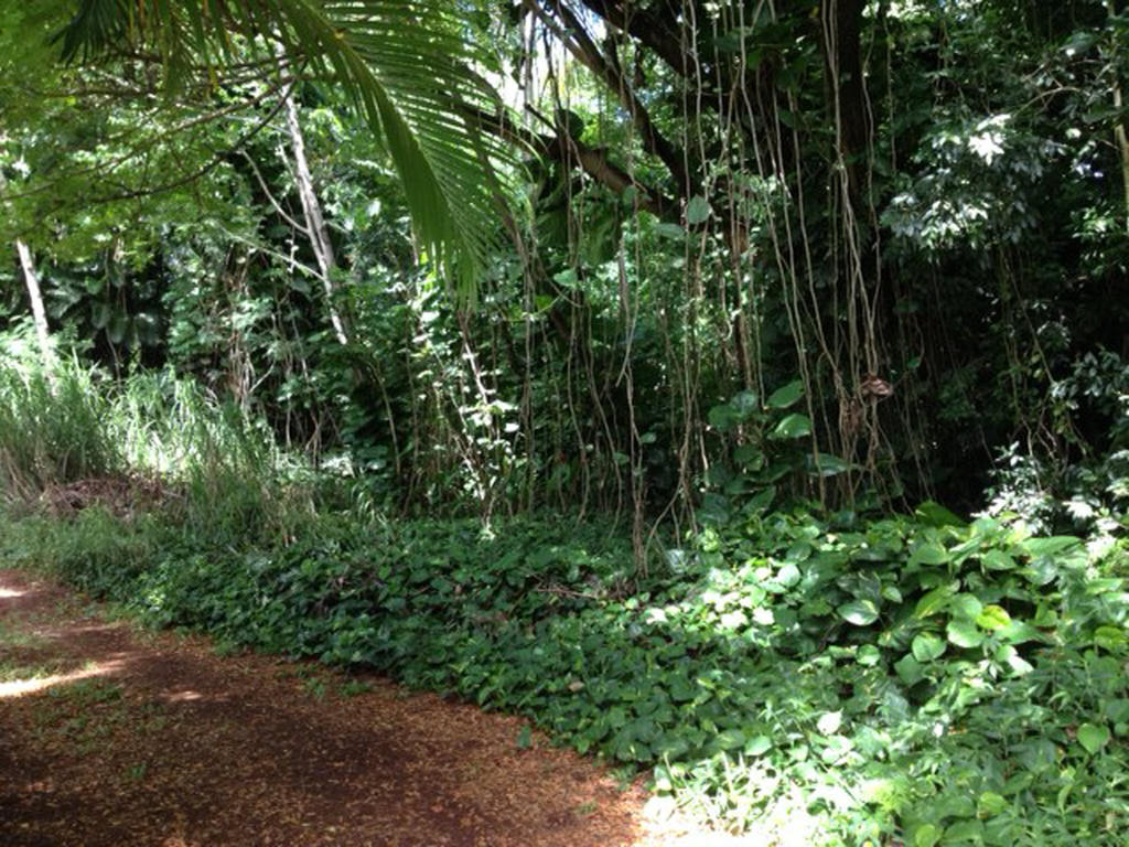 Heavenly Hana Paradise Chambre photo